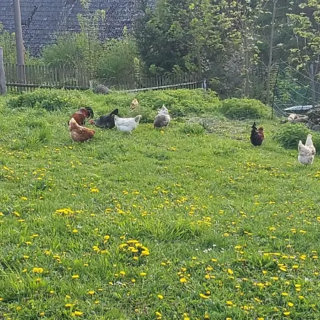 U Koniku Vakantiehuis